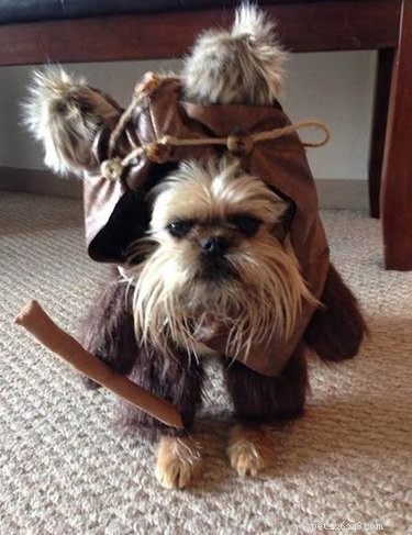 29 Pets That Truly Bring the Force to Life
