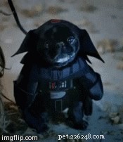 29 Pets That Truly Bring the Force to Life