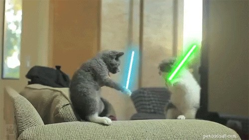 29 Pets That Truly Bring the Force to Life