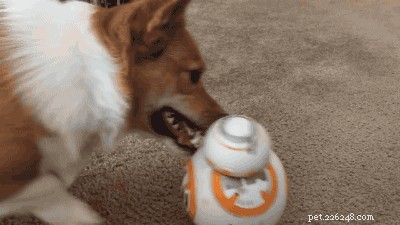 29 Pets That Truly Bring the Force to Life