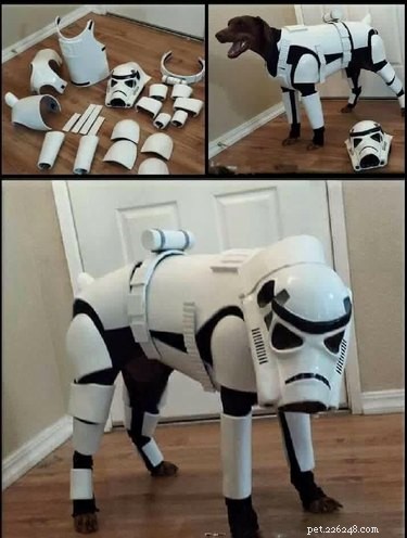 29 Pets That Truly Bring the Force to Life