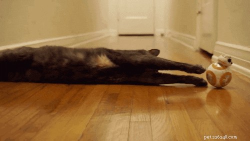 29 Pets That Truly Bring the Force to Life