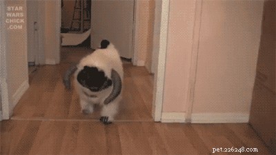 29 Pets That Truly Bring the Force to Life