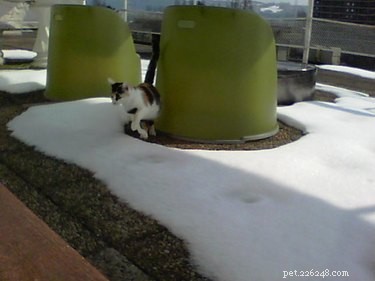 33 Animals That Prefer Spring Over Winter
