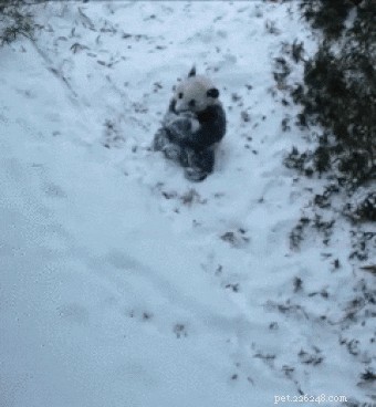 33 Animals That Prefer Spring Over Winter