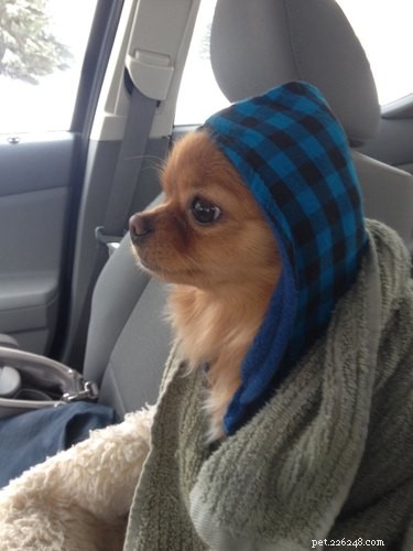 33 Animals That Prefer Spring Over Winter