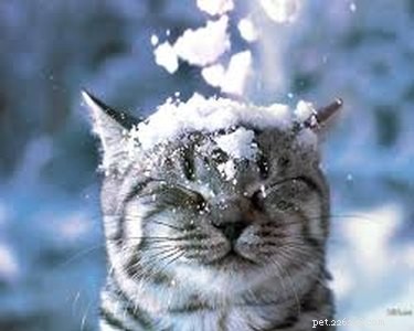 33 Animals That Prefer Spring Over Winter