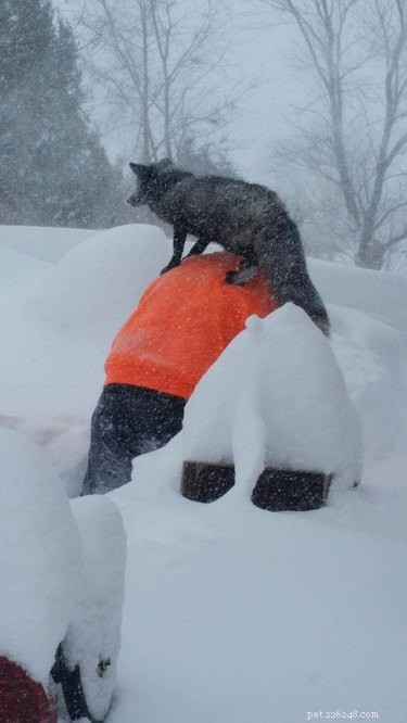 33 Animals That Prefer Spring Over Winter