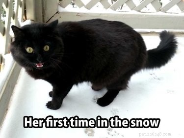 33 Animals That Prefer Spring Over Winter