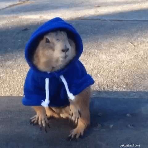 42 Animals in Unexpected Outfits That Will Make You Laugh