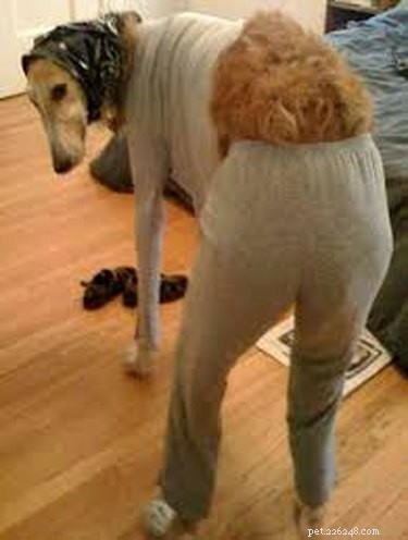 42 Animals in Unexpected Outfits That Will Make You Laugh