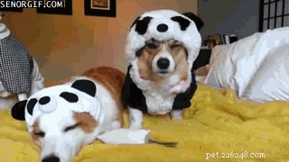 42 Animals in Unexpected Outfits That Will Make You Laugh