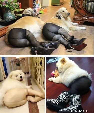 42 Animals in Unexpected Outfits That Will Make You Laugh