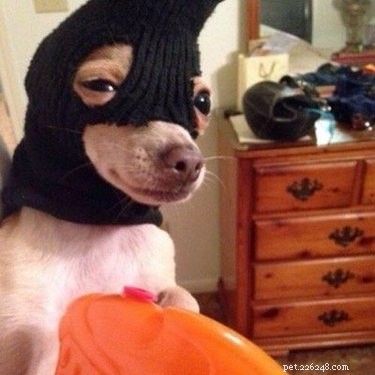 42 Animals in Unexpected Outfits That Will Make You Laugh
