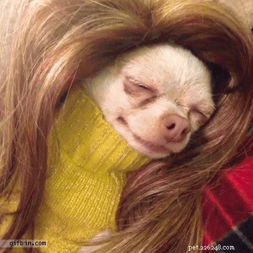 42 Animals in Unexpected Outfits That Will Make You Laugh