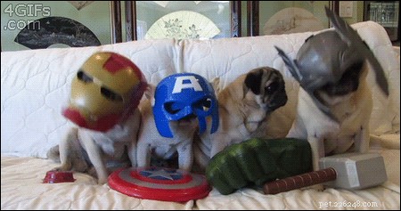 42 Animals in Unexpected Outfits That Will Make You Laugh