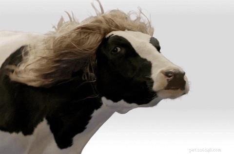 42 Animals in Unexpected Outfits That Will Make You Laugh