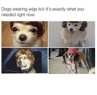42 Animals in Unexpected Outfits That Will Make You Laugh