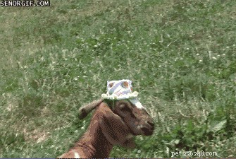 42 Animals in Unexpected Outfits That Will Make You Laugh