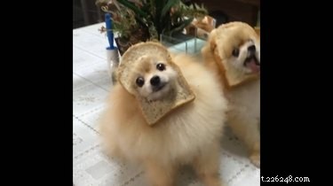 42 Animals in Unexpected Outfits That Will Make You Laugh