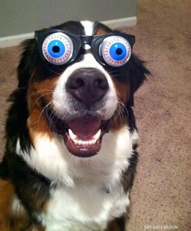 42 Animals in Unexpected Outfits That Will Make You Laugh