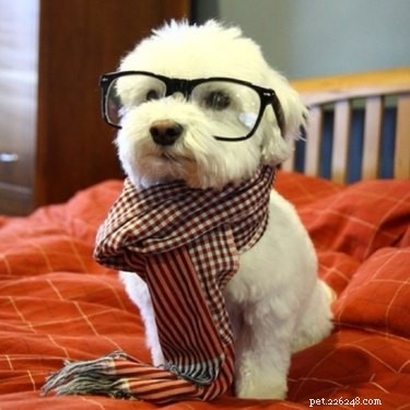 42 Animals in Unexpected Outfits That Will Make You Laugh