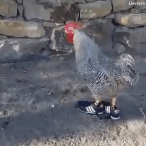 42 Animals in Unexpected Outfits That Will Make You Laugh