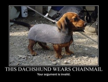 42 Animals in Unexpected Outfits That Will Make You Laugh