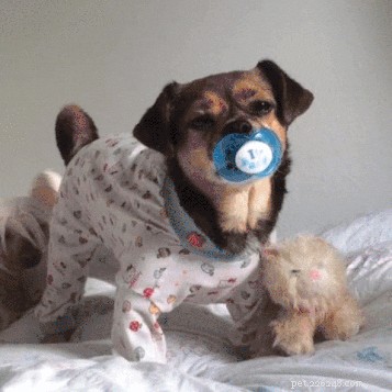 42 Animals in Unexpected Outfits That Will Make You Laugh