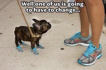 42 Animals in Unexpected Outfits That Will Make You Laugh