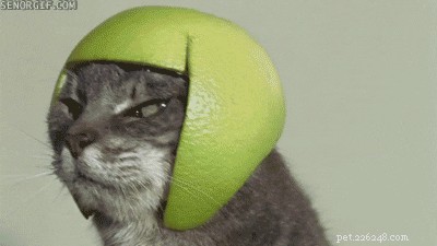42 Animals in Unexpected Outfits That Will Make You Laugh