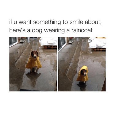 42 Animals in Unexpected Outfits That Will Make You Laugh