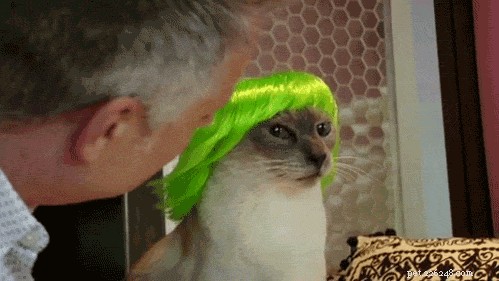 42 Animals in Unexpected Outfits That Will Make You Laugh