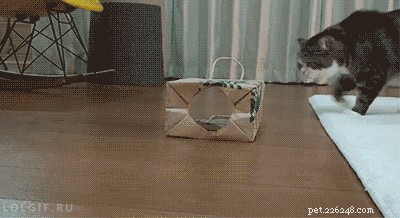 42 Animals in Unexpected Outfits That Will Make You Laugh