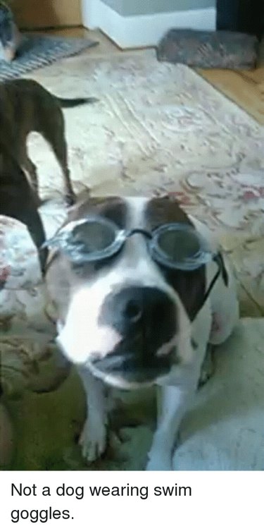 42 Animals in Unexpected Outfits That Will Make You Laugh