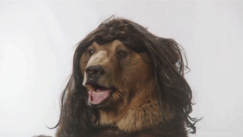 42 Animals in Unexpected Outfits That Will Make You Laugh