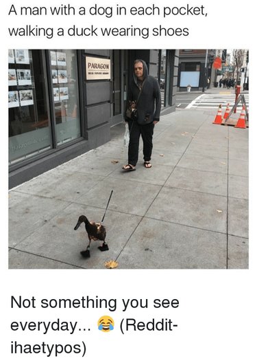 42 Animals in Unexpected Outfits That Will Make You Laugh