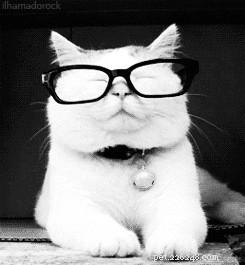 42 Animals in Unexpected Outfits That Will Make You Laugh