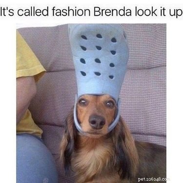 42 Animals in Unexpected Outfits That Will Make You Laugh