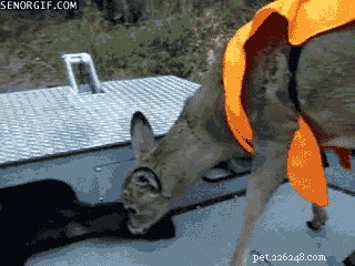 42 Animals in Unexpected Outfits That Will Make You Laugh