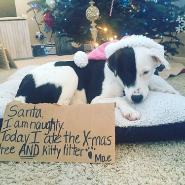 Santa s 2024 Naughty Pet List: 17 Animals Set to Receive Coal
