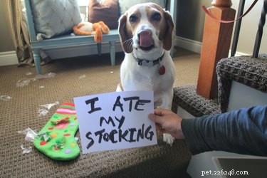Santa s 2024 Naughty Pet List: 17 Animals Set to Receive Coal