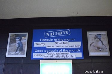 Santa s 2024 Naughty Pet List: 17 Animals Set to Receive Coal