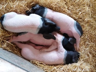 23 Charming Pink Pig Pictures to Brighten Your Day