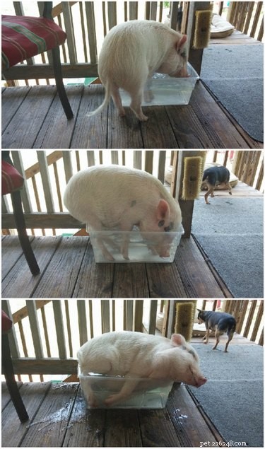 23 Charming Pink Pig Pictures to Brighten Your Day