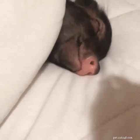 23 Charming Pink Pig Pictures to Brighten Your Day