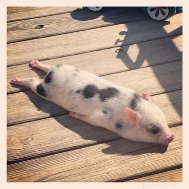 23 Charming Pink Pig Pictures to Brighten Your Day