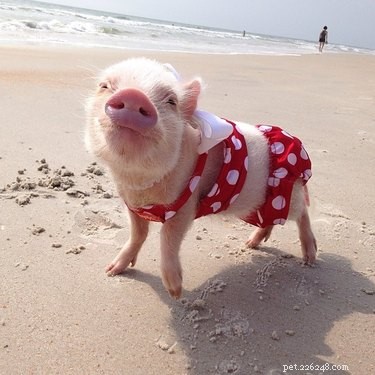 23 Charming Pink Pig Pictures to Brighten Your Day