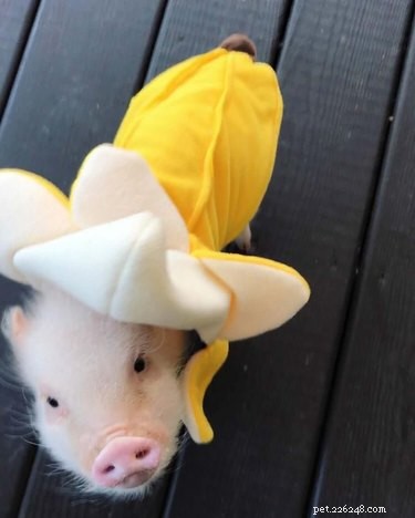 23 Charming Pink Pig Pictures to Brighten Your Day
