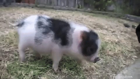 23 Charming Pink Pig Pictures to Brighten Your Day